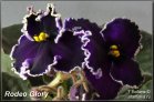 Rodeo Glory