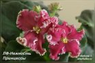 ЛФ-Нежность Принцессы