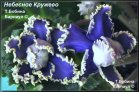 АЕ-Небесное Кружево