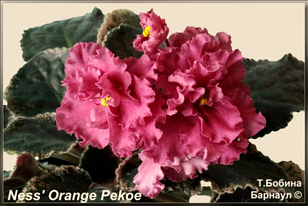 Фиалка Orange Pekoe Фото