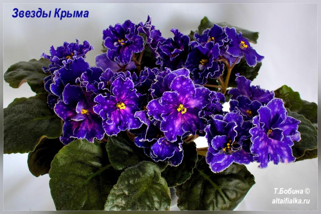 Фиалка фиолетовый, темно-синий, 4 дм, 12371 шт - купить по выгодной цене в интер