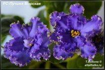 РС-Пучина Морская