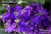 РС-Пиратский Галеон