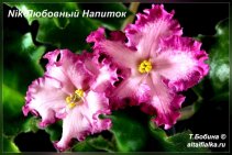 Nik-Любовный Напиток