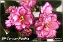 БР-Сочная Ягодка