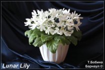 Lunar Lily (White)