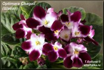 Optimara Chagall