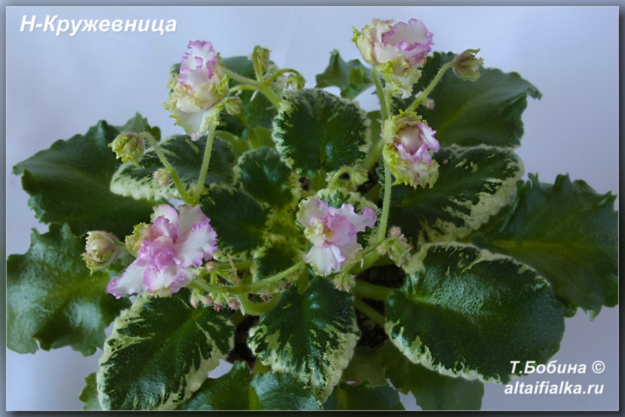 Фиалка н кружевница