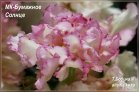 МК-Бумажное Солнце