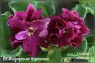 ЕК-Бархатная Королева