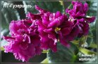 ПТ-Гузерипль