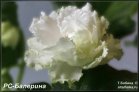 РС-Балерина