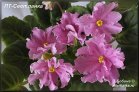 ПТ-Светланка