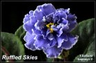 Ruffled Skies
