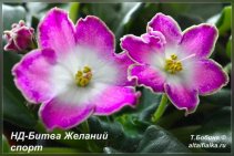 НД-Битва желаний (спорт)