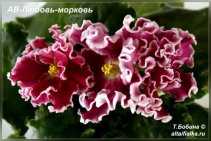 АВ-Любовь-Морковь