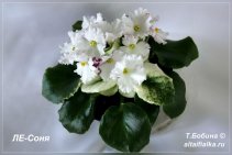 ЛЕ-Соня
