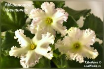 РМ-Золотой Кувшинчик