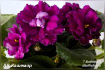 АВ-Кашемир