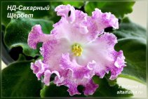 НД-Сахарный Щербет