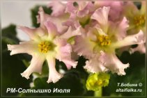 РМ-Солнышко Июля