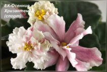 ЕК-Осенние Хризантемы (спорт)