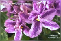 DS-Лавандовая Сказка