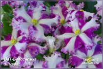 ВаТ-Белоснежка химера