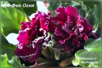 ЛФ-Фея Огня