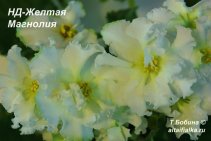 НД-Желтая Магнолия