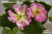 РМ-Богиня Солнца