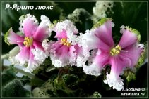 Р-Ярило люкс