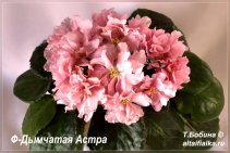 Ф-Дымчатая Астра