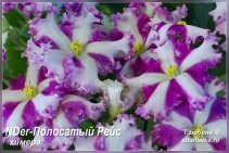 NDer-Полосатый Рейс