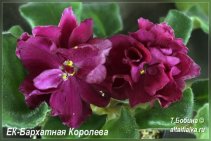 ЕК-Бархатная Королева