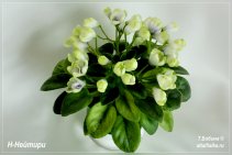 Н-Нейтири